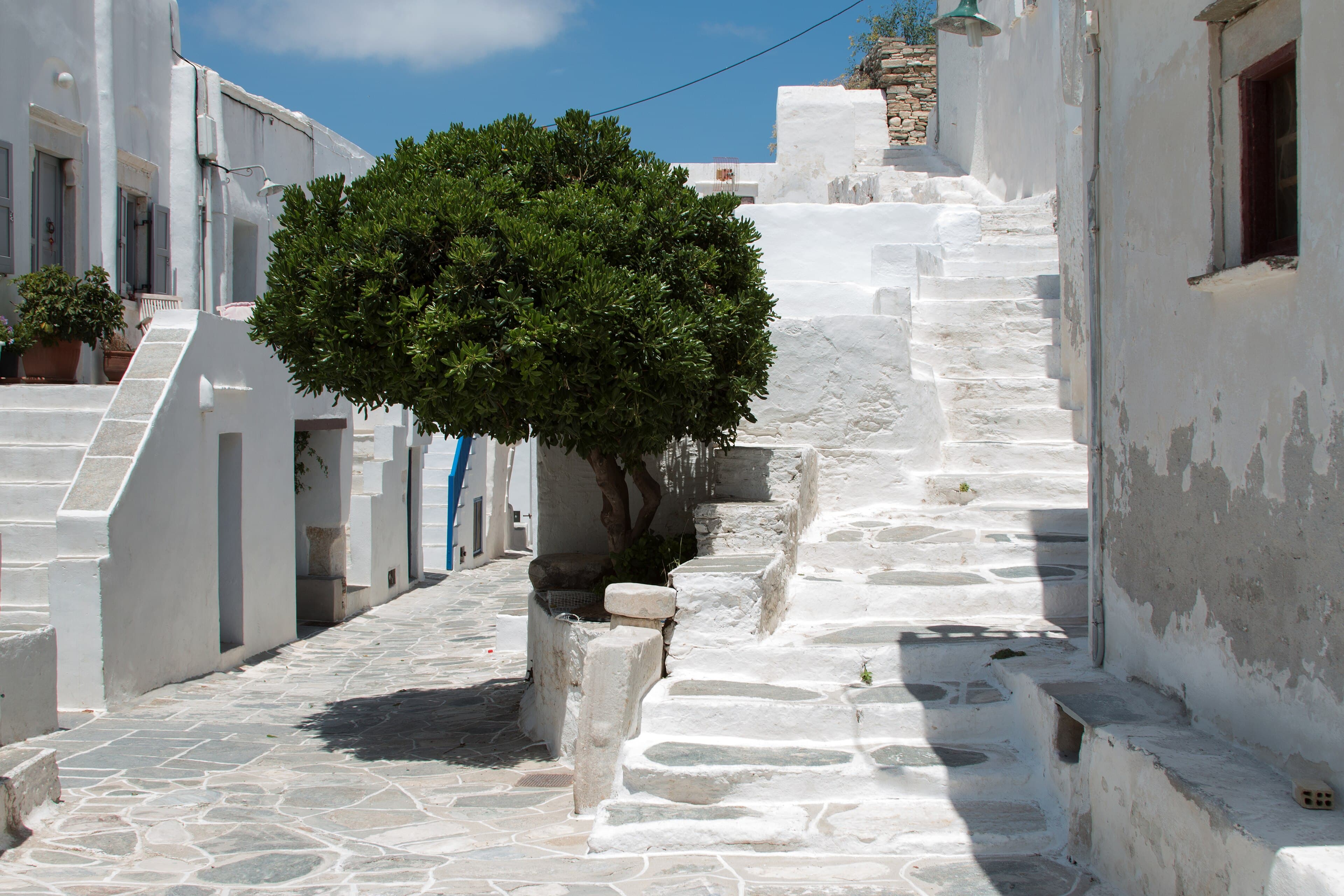 A whitewashed stepped street in Kástro, Sífnos, with a broad green tree growing out of the paving.